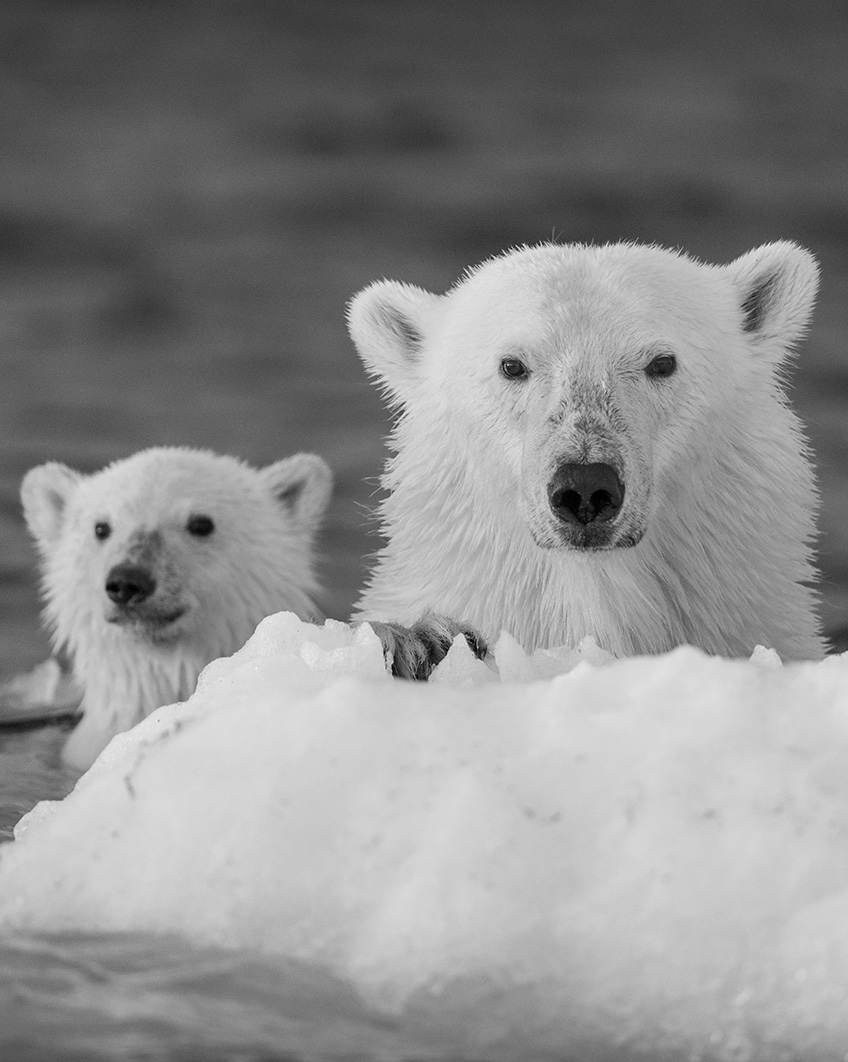 bears