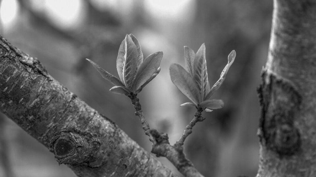 Strategies that Stick: Alignment to Accelerate, an article on strategic development