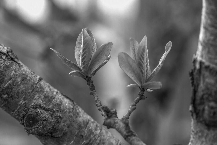 Strategies that Stick: Alignment to Accelerate, an article on strategic development