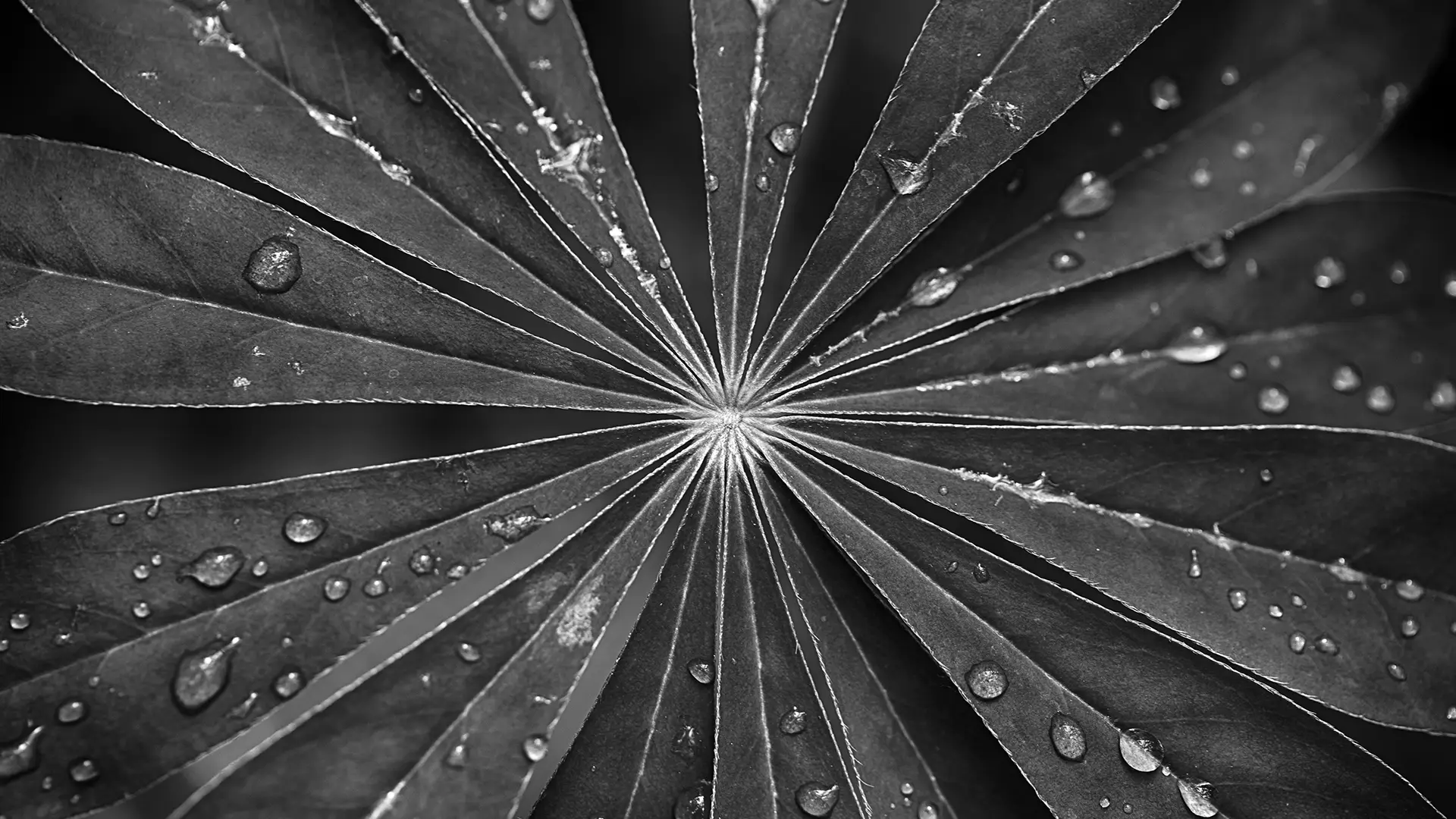 An Interview with Carla Nell: <br/>Leading Through Change Means Bringing People Along With You